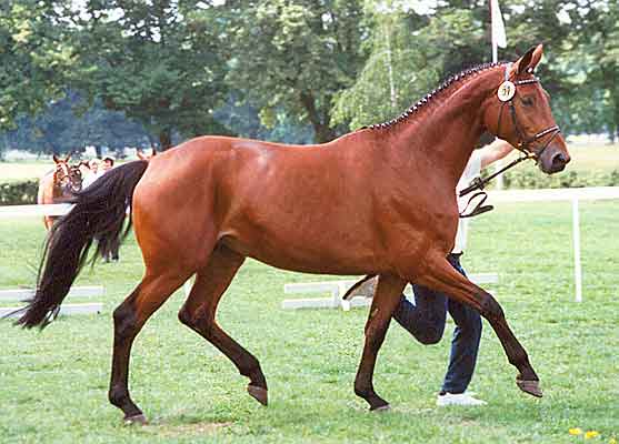 Als 4-j&auml;hrige bei der Trakehner Bundesschau