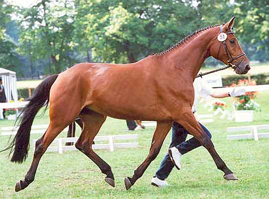 Als 4-j&auml;hrige bei der Trakehner Bundesschau