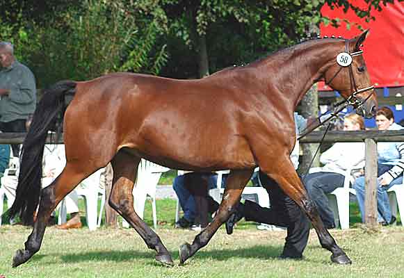 Als 11-j&auml;hrige bei der Trakehner Landesschau
