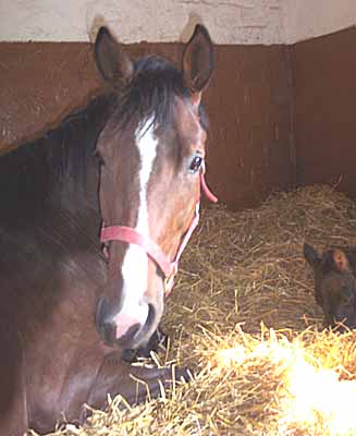 Tiramisu im M&auml;rz 2004